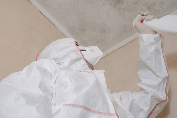 Office Mold Removal Services in Flora Vista, NM