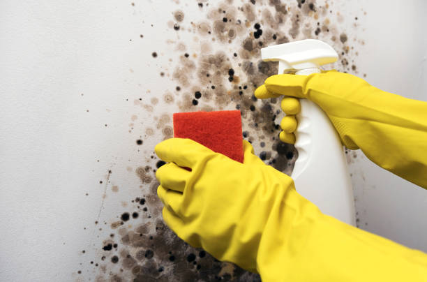 Crawl Space Mold Removal in Flora Vista, NM